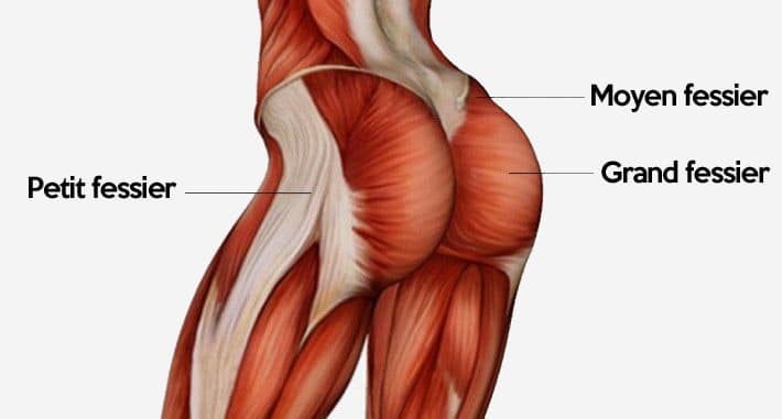 anatomie des muscles fessiers